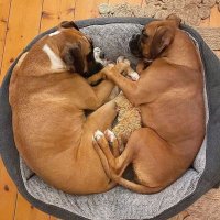 Boxer Dog Community(@boxerheaven4) 's Twitter Profile Photo