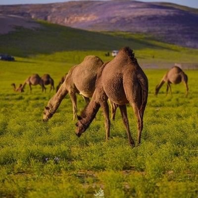 سبحان الله العظيم سبحان الله وبحمده