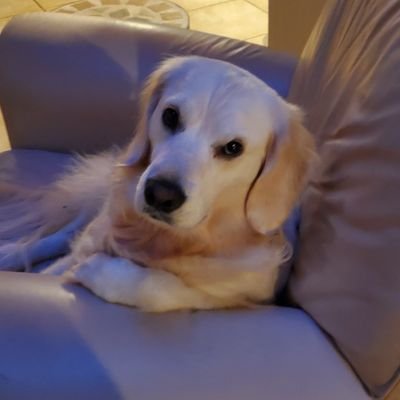 MAGA since 2015, Grateful beyond believe for God's grace,Dog mom.