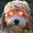 El Poodle