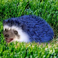 Veggie_hedgehog(@VeggieHedgehog) 's Twitter Profile Photo