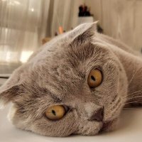 BEDENCİ KEDİ (@bedencikedi) Twitter profile photo