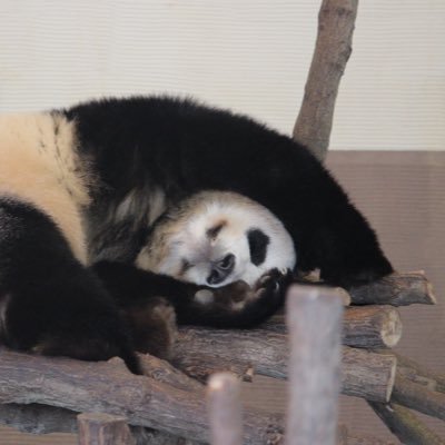 panda