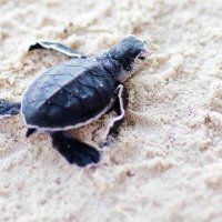 カズ (@plqt9umgplz9jjl) 's Twitter Profile