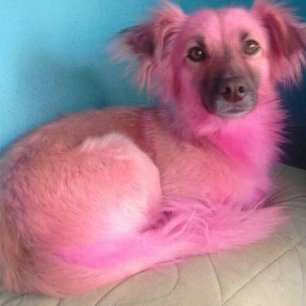 BechelliRafael's profile picture. 