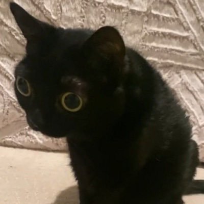 ranbootasty's profile picture. i need to hold ranboolive under a microscope while the yard looks on with whimsy (🕊️⚰️) my fav @leaktwt4eva