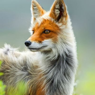 RedFoxFinn Profile Picture