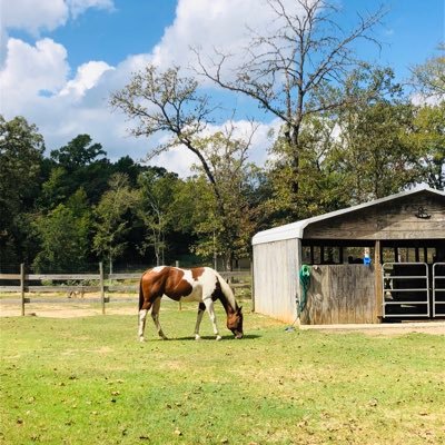 Rockn Rowdy Ranch is a vacation rental in Leona, TX. Located on 100 private acres with horses, zebras, miniature cows, peacocks, llamas, and more!