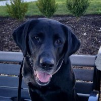 Mickey paws 🐾🐾🦴(@Mickeypaws1) 's Twitter Profile Photo