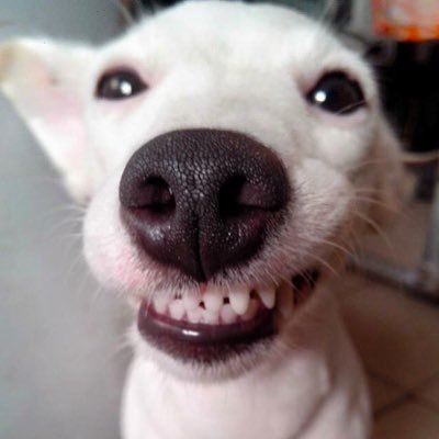 ㅎㅅㅎさんのプロフィール画像