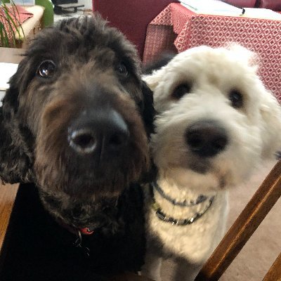 TammyDoodleDo's profile picture. "Tis' Grace that brought me safe thus far.....& Grace will lead me Home."
Living through The Book, the Blood & the Blessed Hope! Maranatha!
