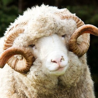 ezzie 🐑さんのプロフィール画像
