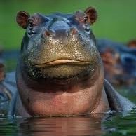 Hippocampus (@answersplease4) 's Twitter Profile