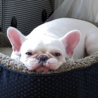 Willis 🎻 (@slavafuego) 's Twitter Profile