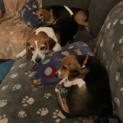 Asher, Laney, and puppy Ryley - all rescued by @beaglefreedom 🐶🐶❤️ Animal testing and Envigo survivors. our mom: @calormom
