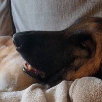 Sleepydogttv(@SleepydogGaming) 's Twitter Profile Photo