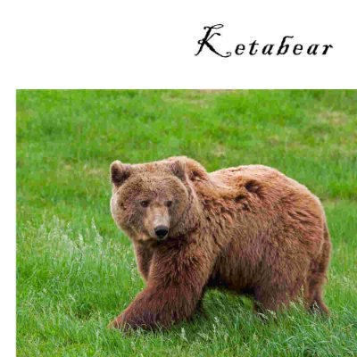 ketabear_ Profile Picture