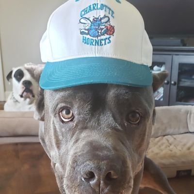 Hornets fan with big ass dogs.