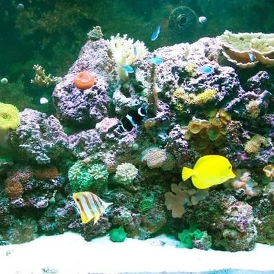 Digital content creator, videographer. The journey is as important as the destination.
#aquarium #carpfishing
