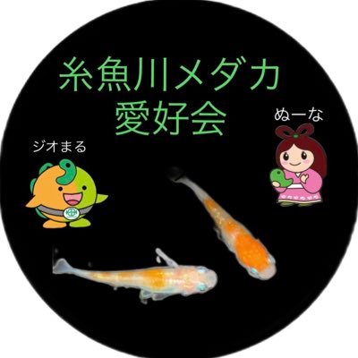 新潟県糸魚川市の愛好会が集い2022年10月1日 設立しました。 メダカの魅力の普及と糸魚川のPRを目的に有志で活動開始。メンバー募集中です。 お気軽にDM下さい。