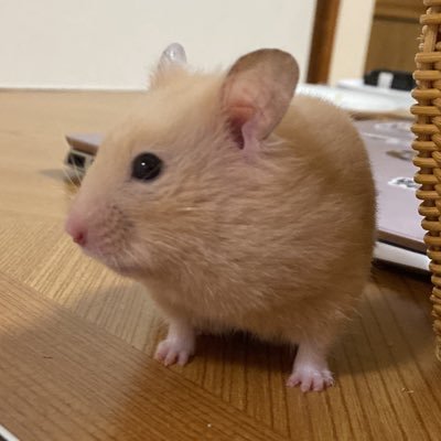 blanka0503's profile picture. ソフトウェアエンジニアになりたい/好きなことは配信人狼の観戦です