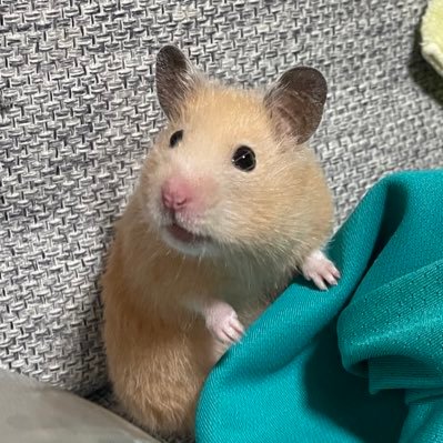 しらいしさんのプロフィール画像