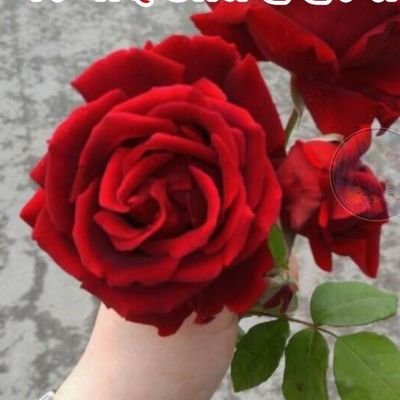 PushpendrVerm13's profile picture. 