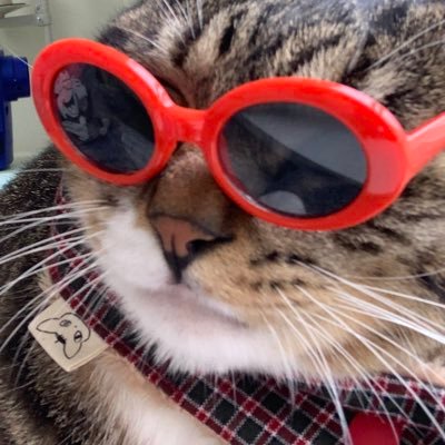 ma_dwuwi_boo's profile picture. 🏡수제 야옹이 옷 전문점🐈🌴