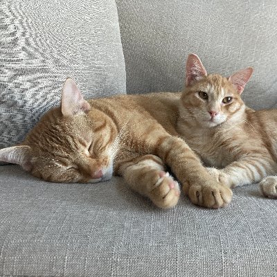 The adventures of Mama's Oranges - River Song (6/1/2020) and Castiel (6/10/2021).  Balls of ginger floof and the joy of mama's life!!!