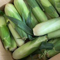 とうきび🌽ライブ配信見がち🥹しまむら ちいかわ コラボ好き♡ スタバ新作ゴンチャ新作で🐷気味 (@tooooomorocoshi) 's Twitter Profile