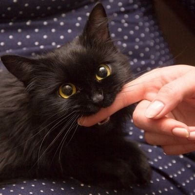 Crunchie_munch's profile picture. He/Him Software Test Analyst, Games and Animation enthusiast.