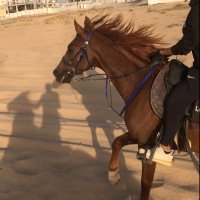 m 𐂃☀︎︎ (@mokalmuhairi) 's Twitter Profile