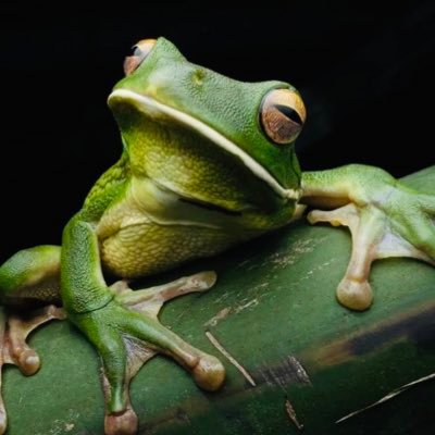 kwsk16frog Profile Picture