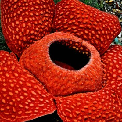 Rafflesia tuan-mudae.