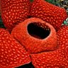 ninaizmanuela's profile picture. Rafflesia tuan-mudae.