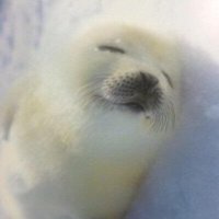 Ishmael (@blancoleaf) 's Twitter Profile Photo Ishmael (@blancoleaf) 's Twitter Profile Photo