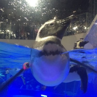 綴🐧さんのプロフィール画像
