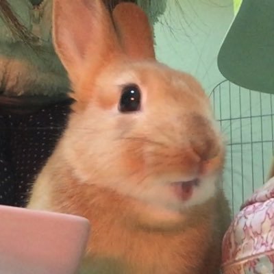 Kinakotan_bunny Profile Picture