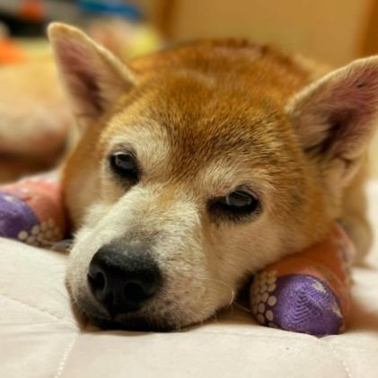毎日元気に過ごしてます!😊我が家の柴犬らん15歳🐶もまだまだ元気です🐾
楽天ROOM‼やってます💖ずっとBランク! タメ口でいいですよ👌宜しくお願いします
サブ垢 → @Miyushiba0117
#楽天ROOM
→https://t.co/ZTZHffcebi