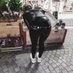 Shiny_Cat (@shinycat9) Twitter profile photo Shiny_Cat (@shinycat9) Twitter profile photo