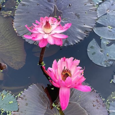 alli_writes_'s profile picture. hi!! sometimes I write, sometimes I draw, all the time I play music!