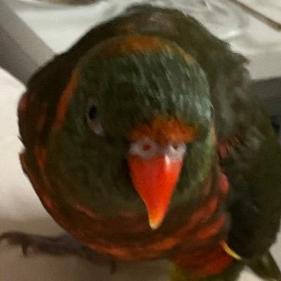 Allypeter666's profile picture. 