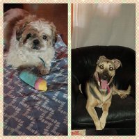 Claudia 🐕🐕💙💛💙 (@clau_pitt) 's Twitter Profile Photo