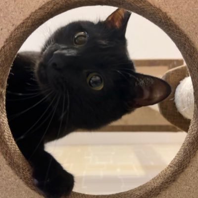 黒猫ラルさんのプロフィール画像