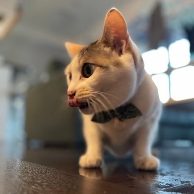 フリーランスのITエンジニアとして活動中。
HTML/CSSコーディング、JavaScript実装、PHP、WordPressでの制作など幅広く経験しております。
100サイト以上のHPを制作した経験あります。
ご依頼はDMまでお願いいたします。