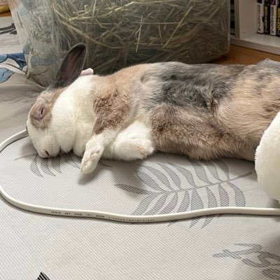 ラテちゃん(3歳)(♀)ごまちゃんとミルクちゃんの姉妹うさぎ(5歳)(︎︎ ♀)モカちゃん(3歳)の4匹🐰うさぎ用アカウント 無言フォロー失礼致します🙇‍♀️ DMはほぼ返しません🤗