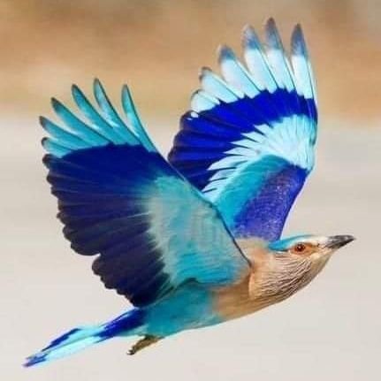 PappuBind5's profile picture. 