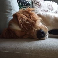 Hannah (@hannah_nicol85) Twitter profile photo