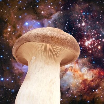 宇宙の心理に気付いたエリンギ(中はザコーネさん)さんのプロフィール画像