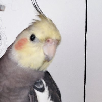 badgalmimimi's profile picture. medica do posto q só quer sobreviver a 2022